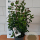Viburnum tinus 'LisaRose' 30-40 cm 5,0L