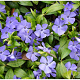 Vinca minor 'Blue' GM P9