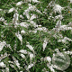 Vitex agnus Castus Alba 25-30 cm 3,5L
