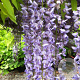 Wisteria sinensis 'Boskoop' 70 cm 2,0L
