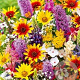 zomermix vaste planten GM P9