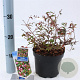 Abelia 'Edward Goucher' 25-30 cm 2,0L