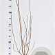 Aronia melanocarpa 100-125 cm 5,0L