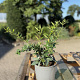 Berberis julianae 30-40 cm 2,0L