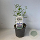 Ceanothus del. 'Gloire de Versaille 30-40 cm 2,0L