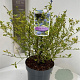 Ceanothus El Dorado 30-40 cm 5,0L
