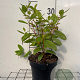 Ceanothus pallidus 'Marie Simon' 30-40 cm 2,0L
