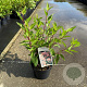 Ceanothus pallidus 'Marie Simon' 30-40 cm 2,0L
