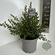 Ceanothus impressus 'Victoria' 30-40 cm 5,0L