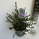 Ceanothus impressus 'Victoria' 30-40 cm 5,0L