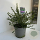 Ceanothus impressus 'Victoria' 30-40 cm 5,0L