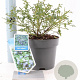 Ceanothus thyrsiflorus repens 25-30 cm 2,0L