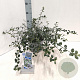 Ceanothus thyrsiflorus repens 25-30 cm 3,0L