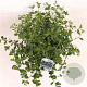 Ceanothus thyrsiflorus repens 30-40 cm 5,0L