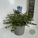 Ceanothus thyrsiflorus repens 30-40 cm 5,0L