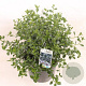 Ceanothus thyrsiflorus repens 30-40 cm 5,0L