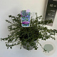 Ceanothus thyrsiflorus repens 30-40 cm 5,0L