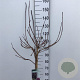 Cotinus 'Grace' 90 cm stam 7,5L