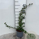 Cotoneaster radicans 'Eichholz' 25-30 cm C1.3