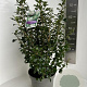 Escallonia 'Iveyi' 50-60 cm 5,0L