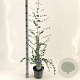 Eucalyptus gunnii Silverana 30-40 cm 5,0L