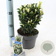 Euonymus jap. Paloma Blanca 25-30 cm 3,0L