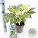 Fatsia japonica 'Spider's Web' 20-30 cm 2,0L