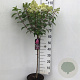 Hydrangea pan. Vanille-Fraise 60 cm stam 7,5L