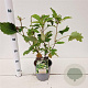 Hydrangea quercifolia 25-30 cm 2,0L