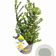Ilex crenata Dark Green 30-40 cm 3,0L struik potgekweekt