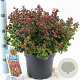 Leucothoe axillaris 'Curly Red' 30-35 cm 5,0L
