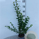 Ligustrum ovalifolium 80-100 cm 2,0L