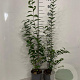Ligustrum ovalifolium 80-100 cm 2,0L