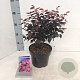 Loropetalum c. 'Pipa's Red' 30-40 cm 3,0L