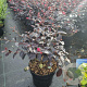 Loropetalum c. 'Pipa's Red' 30-40 cm 3,0L