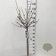 Magnolia stellata 90 cm stam 7,5L