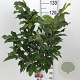 Magnolia 'Susan' 60 cm stam 7,5L
