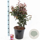 Malus 'Veitch's Scarlet' 100-120 cm 10L