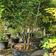 Photinia fraseri 'Red Robin' 300-350 cm cont. 350L solitair