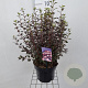 Physocarpus opulif. Little Joker 40-50 cm 5,0L