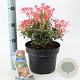Pieris 'Flaming Silver' 25-35 cm 5,0L