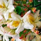 Rhododendron (AP) 'Daviesii' 30-40 cm 5,0L met knop