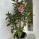 Rhododendron (AK) 'Golden Eagle' 40-50 cm 5,0L