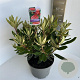 Rhododendron 'Vulcan's Flame' 40-50 cm 5,0L