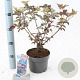 Sambucus nigra Black Beauty 30-40 cm 2,0L