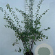 Spiraea vanhouttei 100-125 cm 5,0L