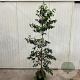 Styrax jap. Snowcone 200-250 cm 15L geveerd