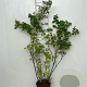 Symphoricarpos albus 80-100 cm 5,0L