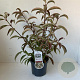 Viburnum hillieri 'Winton' 25-30 cm 3,0L