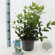 Viburnum tinus 25-30 cm 2,0L